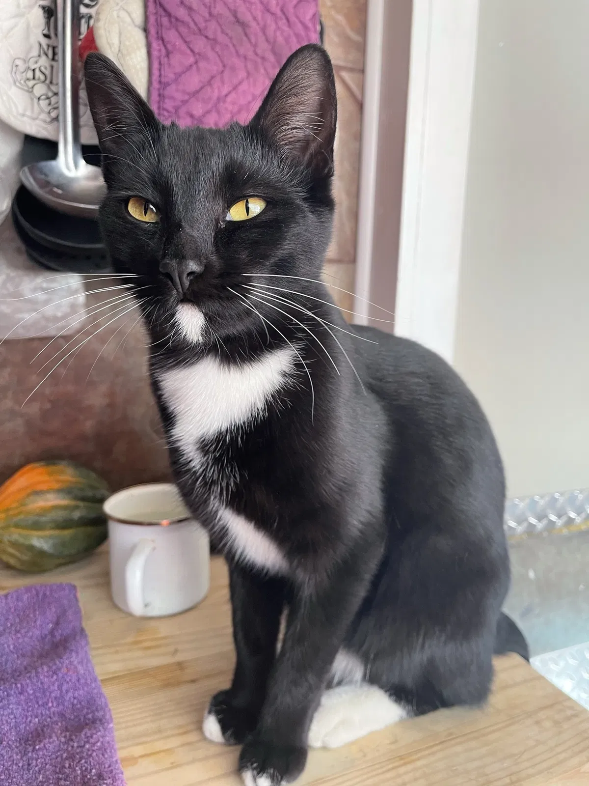 Lost cat in Los Angeles, CA, 90042