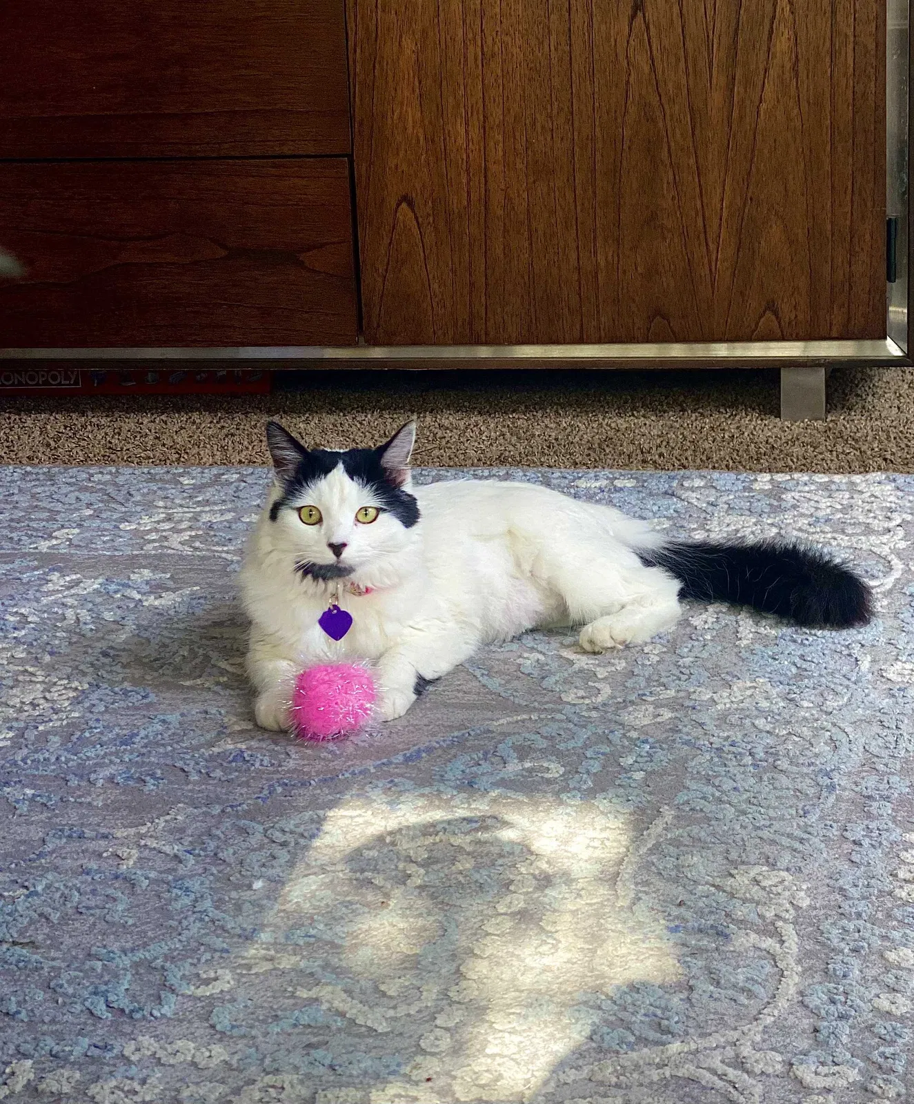 Lost cat in Fullerton, CA, 92832