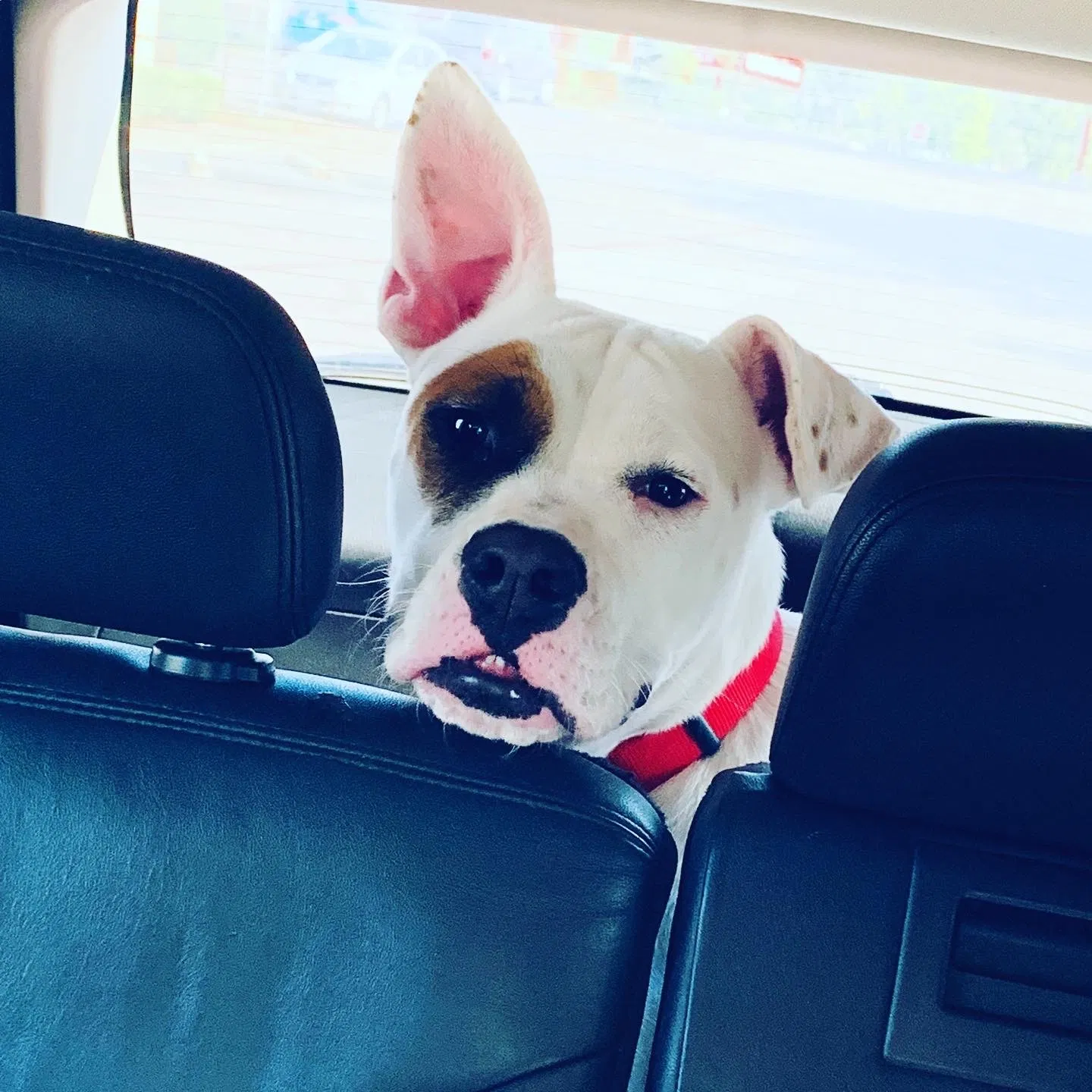Lost dog in Dallas, TX, 75228