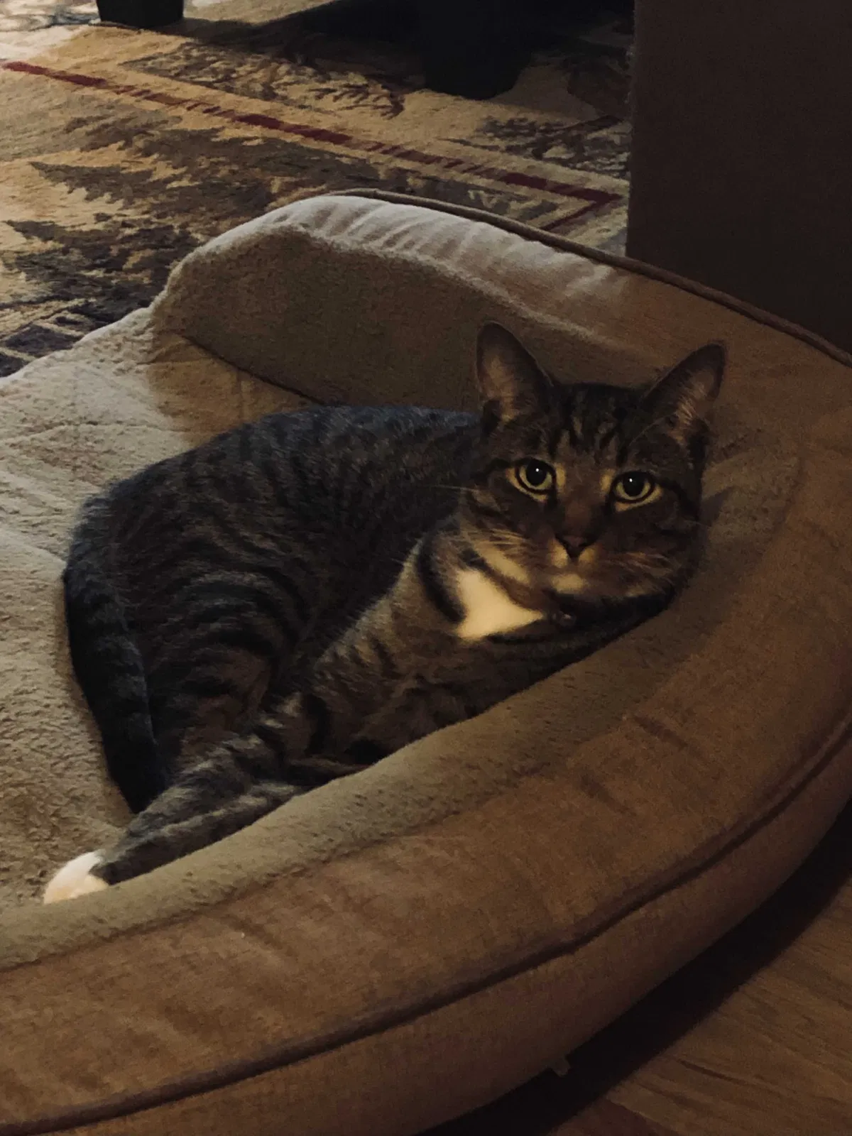 Lost cat in Henryville, IN, 47126