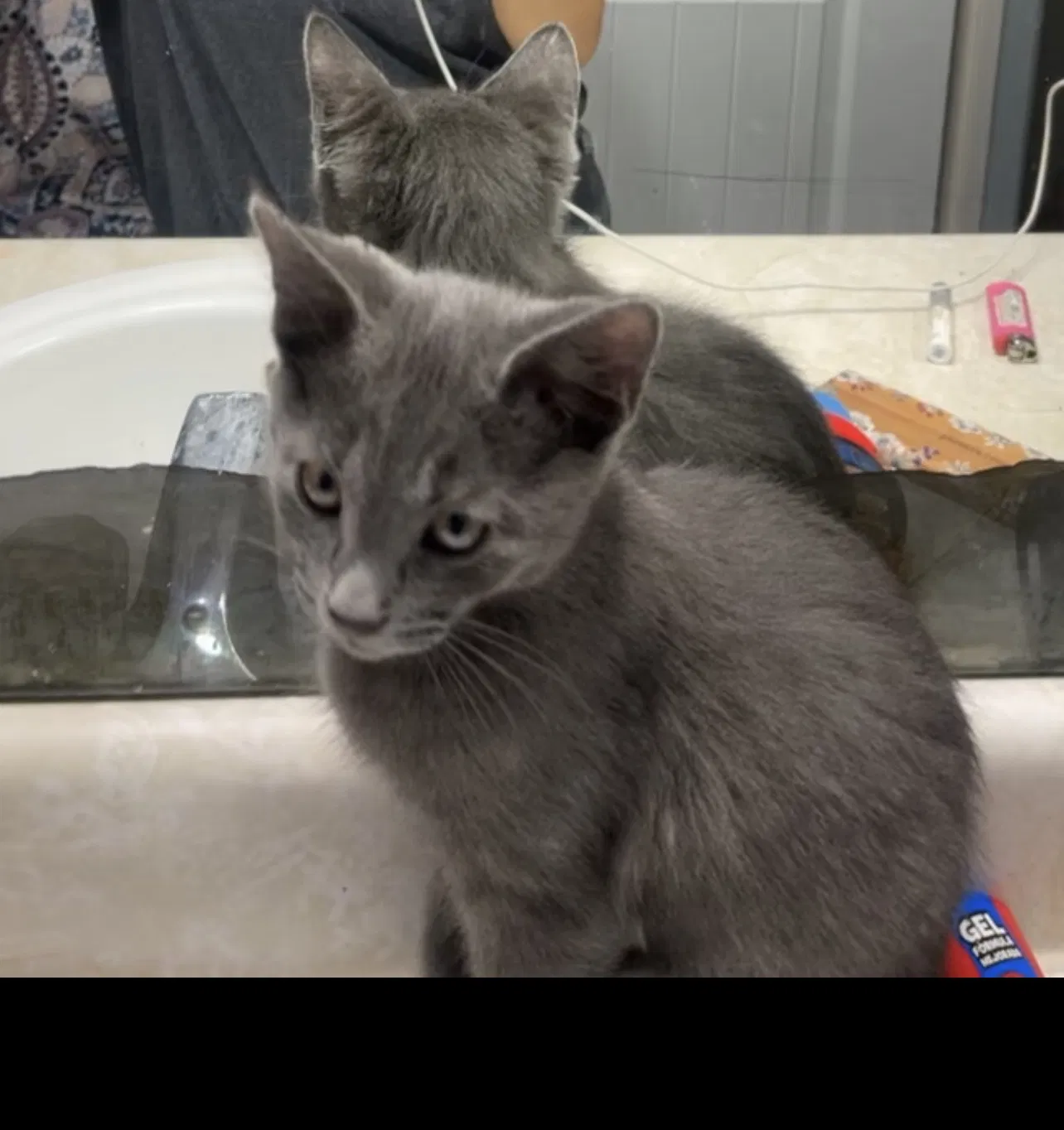 Lost cat in Mesa, AZ, 85201
