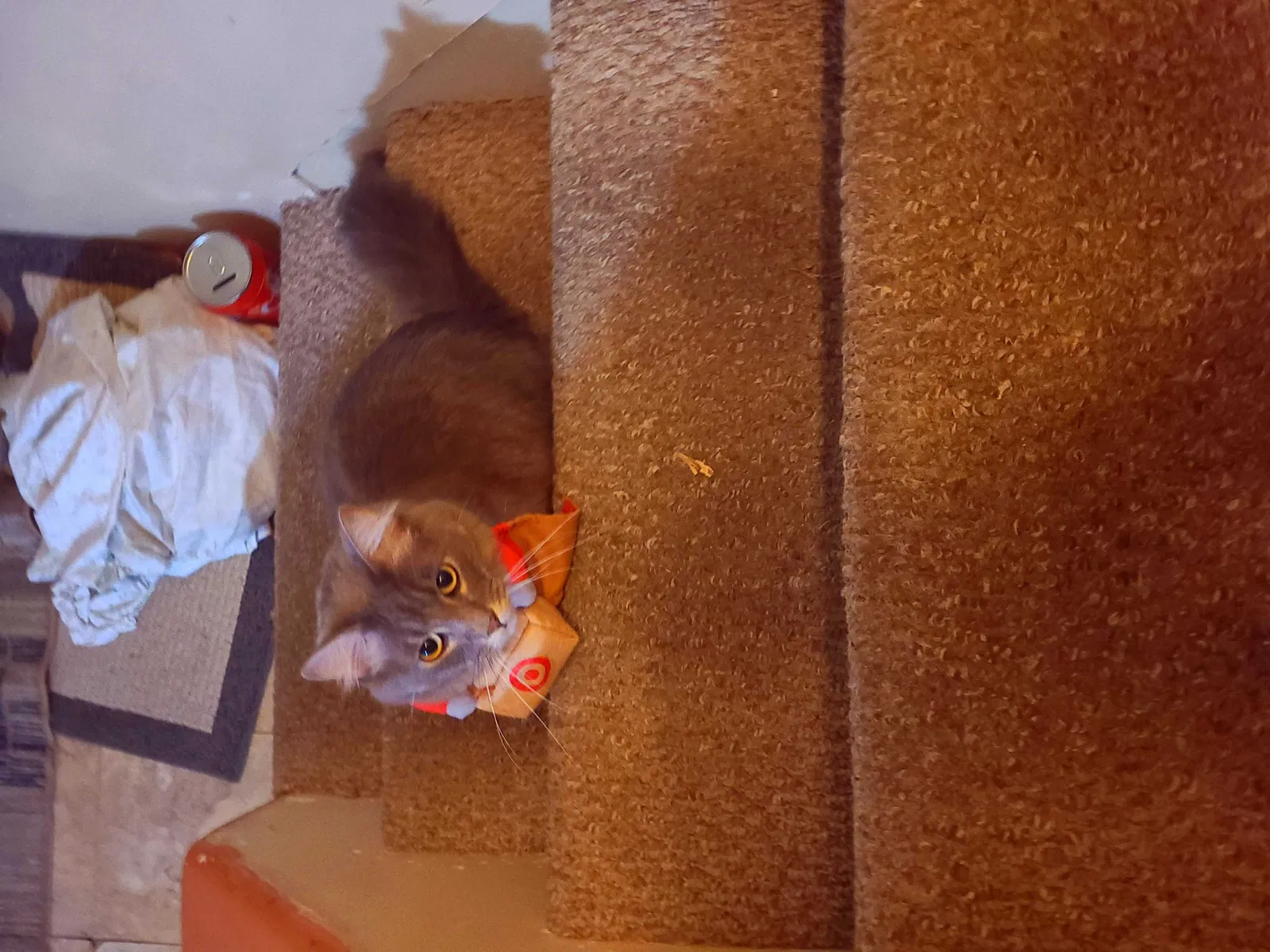 Lost cat in Denver, CO, 80204