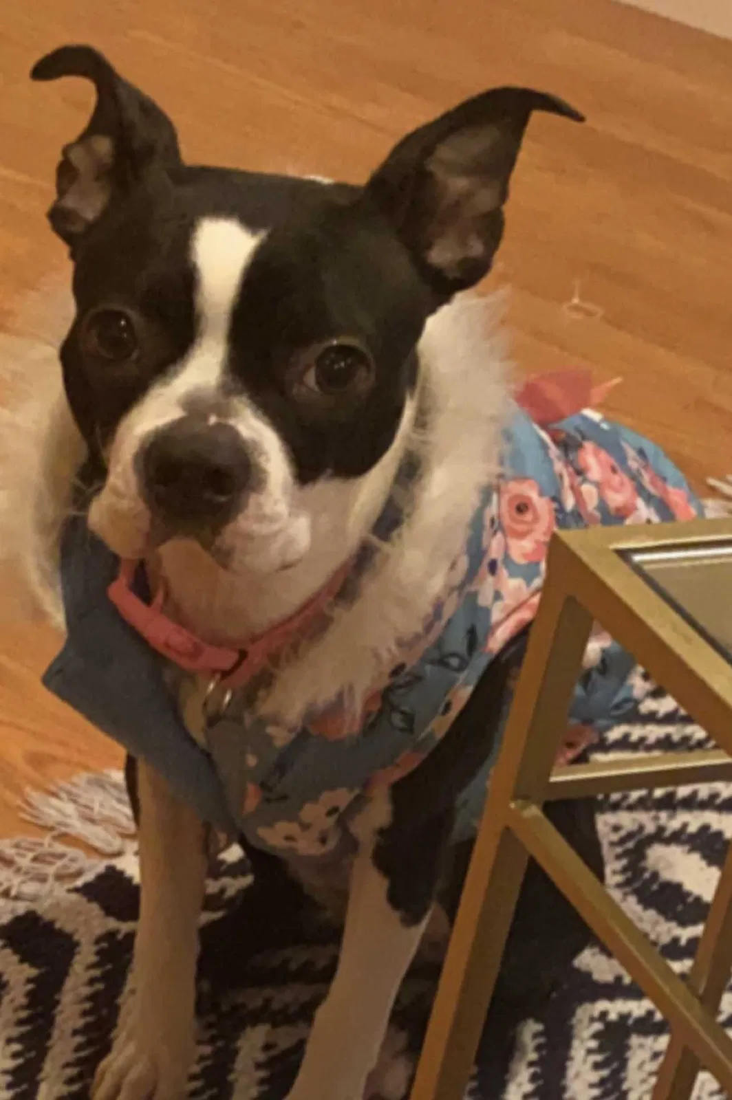 Lost dog in Florissant, MO, 63033