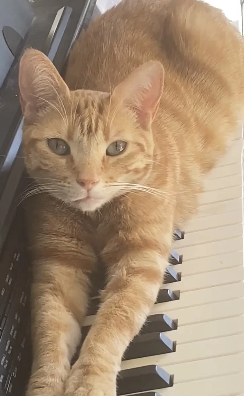 Lost cat in Phoenix, AZ, 85086