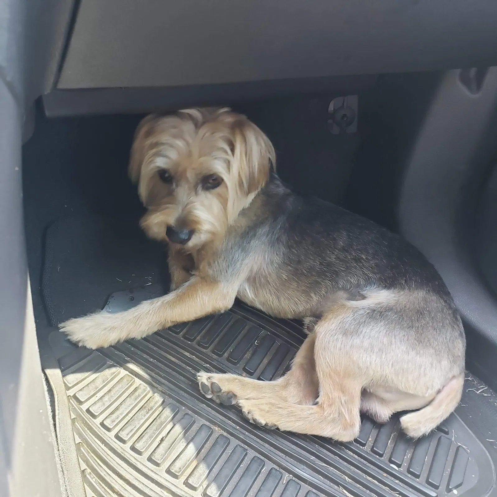 Lost dog in Oklahoma City, OK, 73119