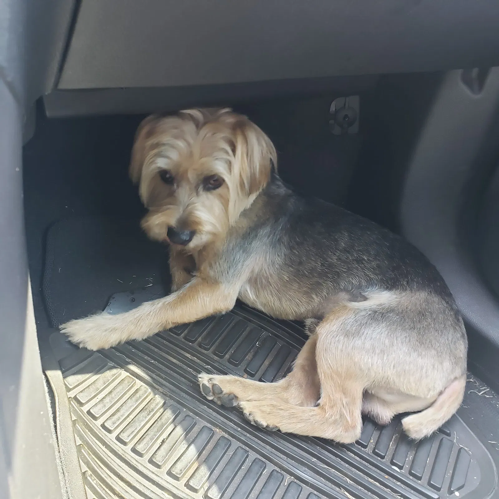 Lost dog in Oklahoma City, OK, 73119
