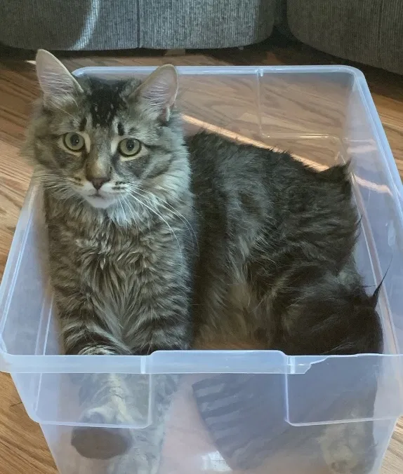 Lost cat in Federal Way, WA, 98023