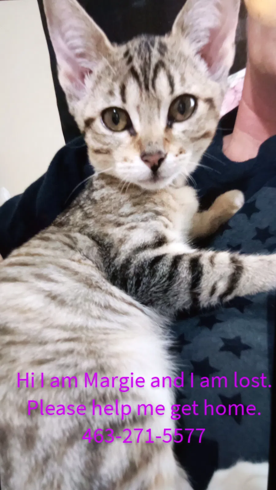 Lost cat in Indianapolis, IN, 46268