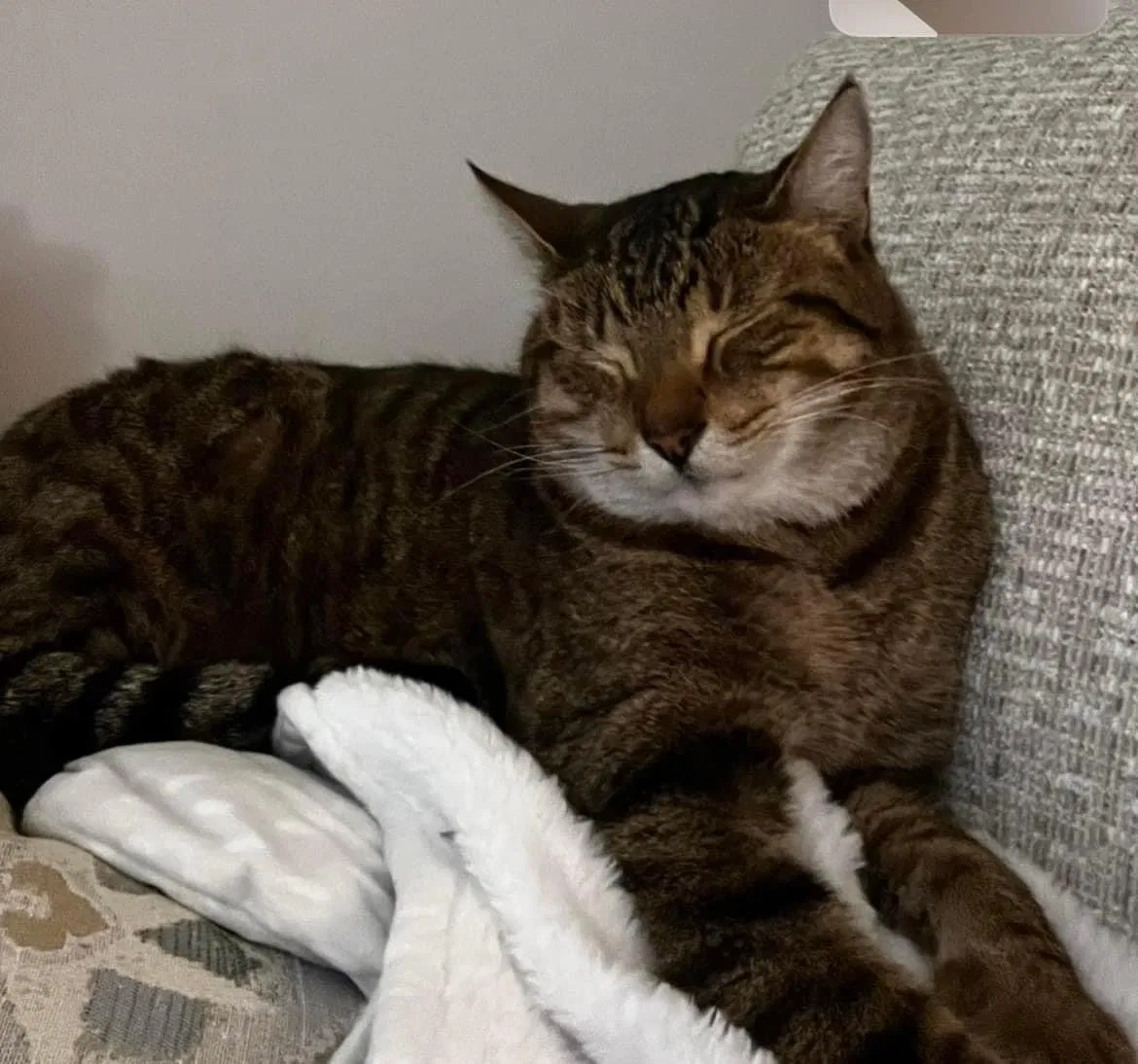 Lost cat in Kansas City, KS, 66106