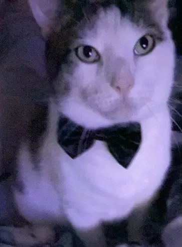 Lost cat in Morrisville, PA, 19067