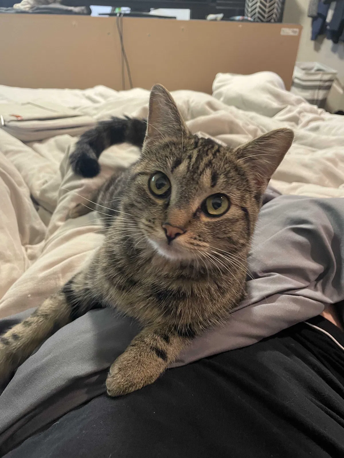Lost cat in Spokane, WA, 99223
