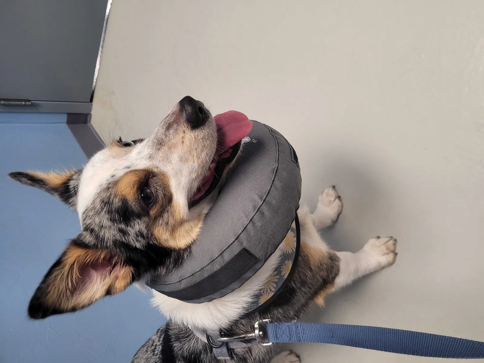 Lost dog in Oklahoma City, OK, 73106