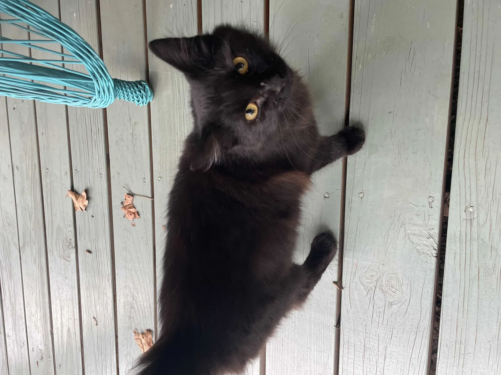 Found cat in Gadsden, AL, 35904