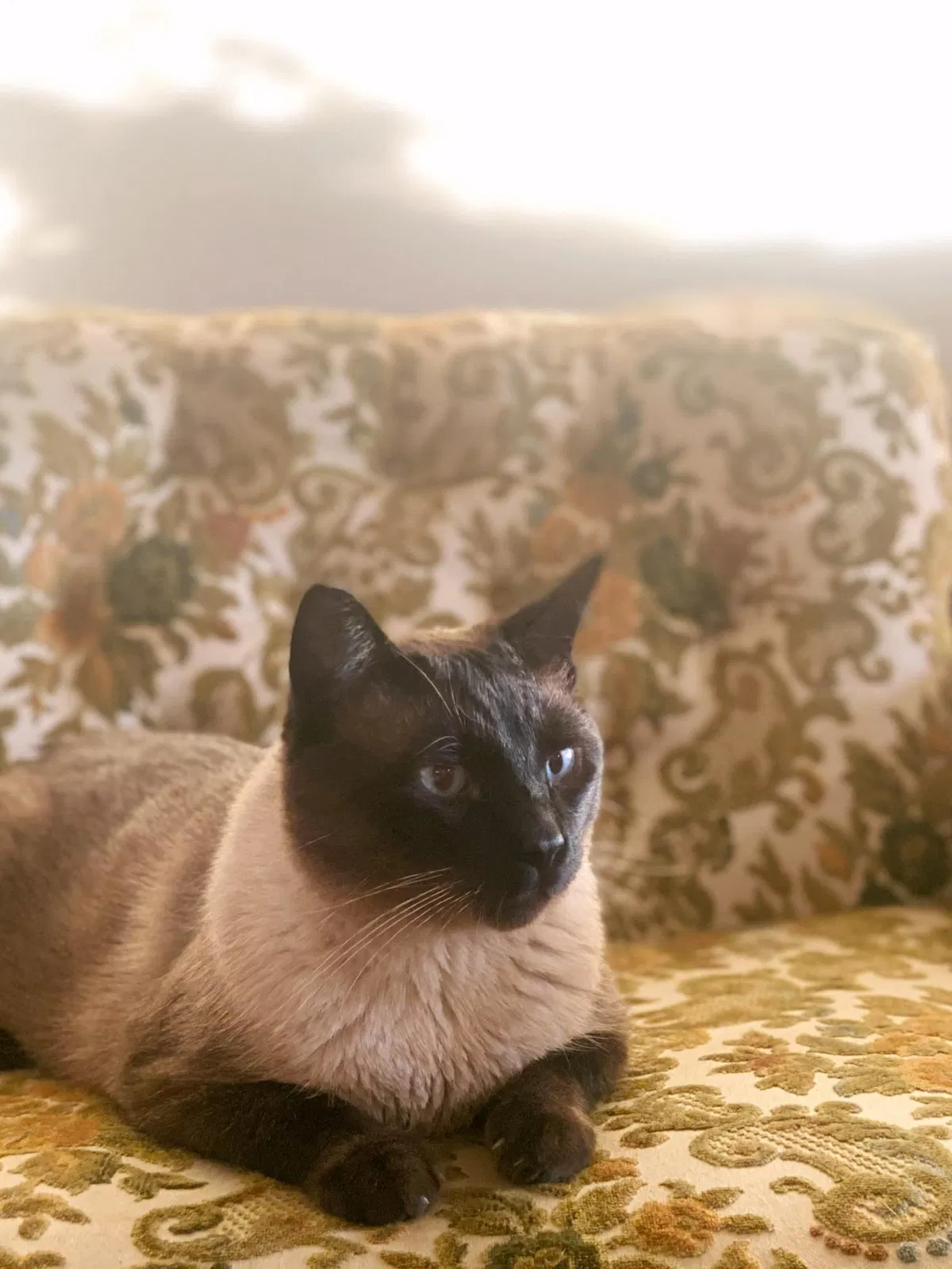 Lost cat in Salt Lake City, UT, 84103