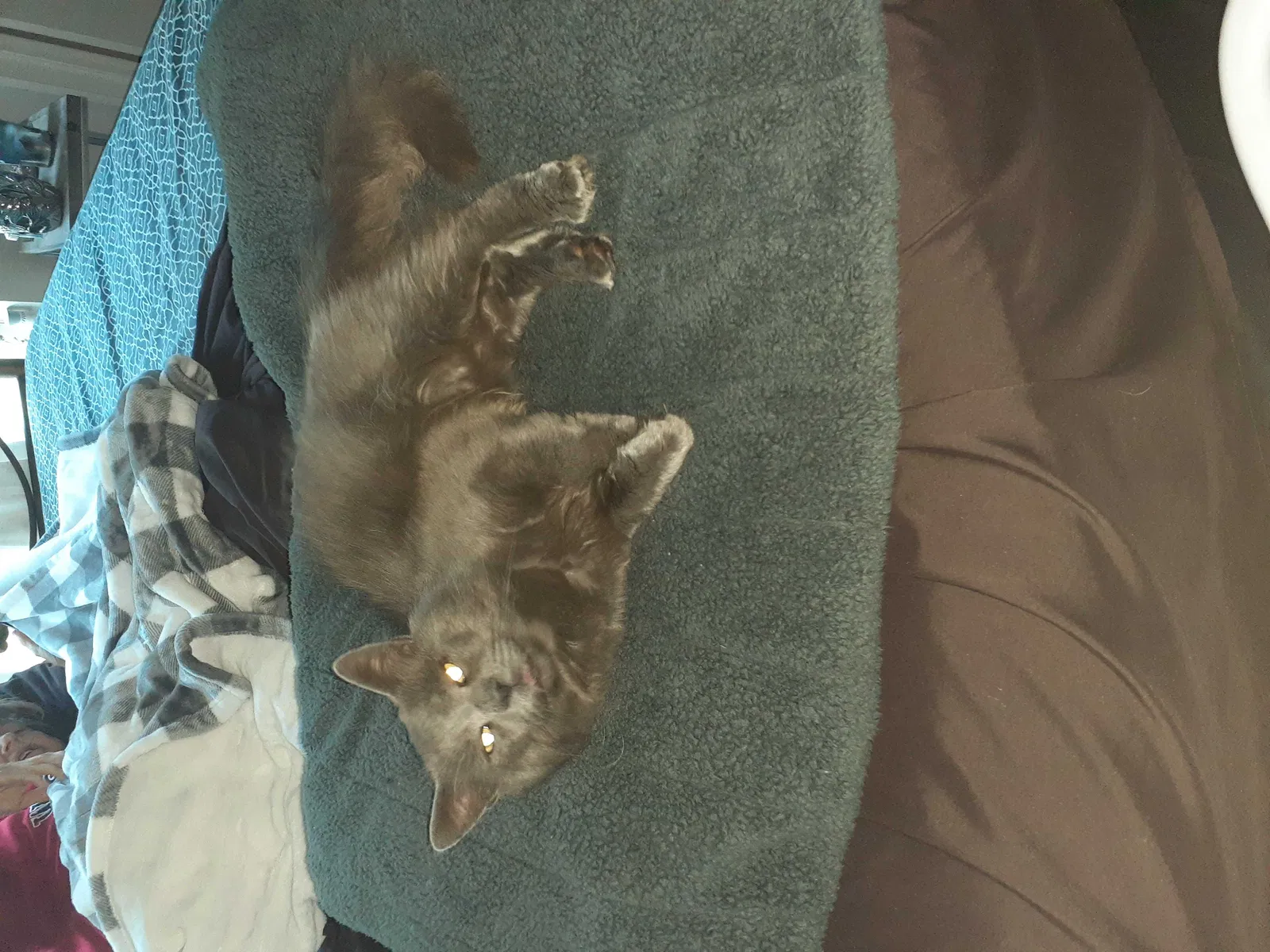 Lost cat in Pensacola, FL, 32526