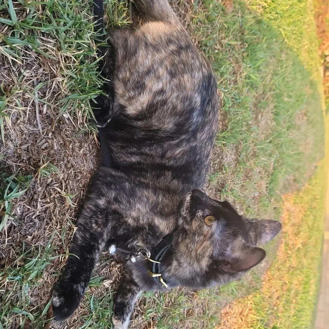 Lost cat in La Habra, CA, 90631