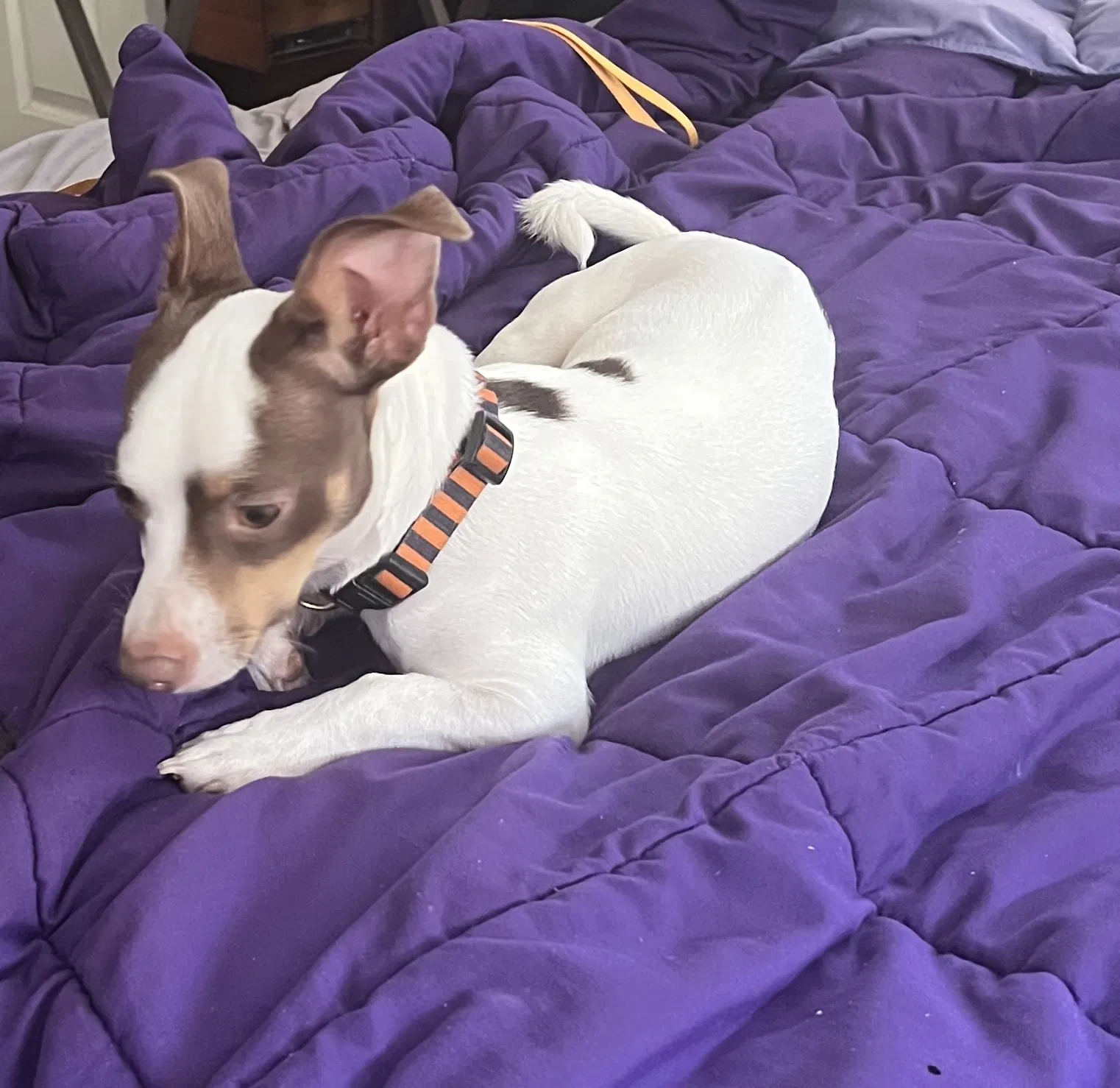 Lost dog in Fort Worth, TX, 76104