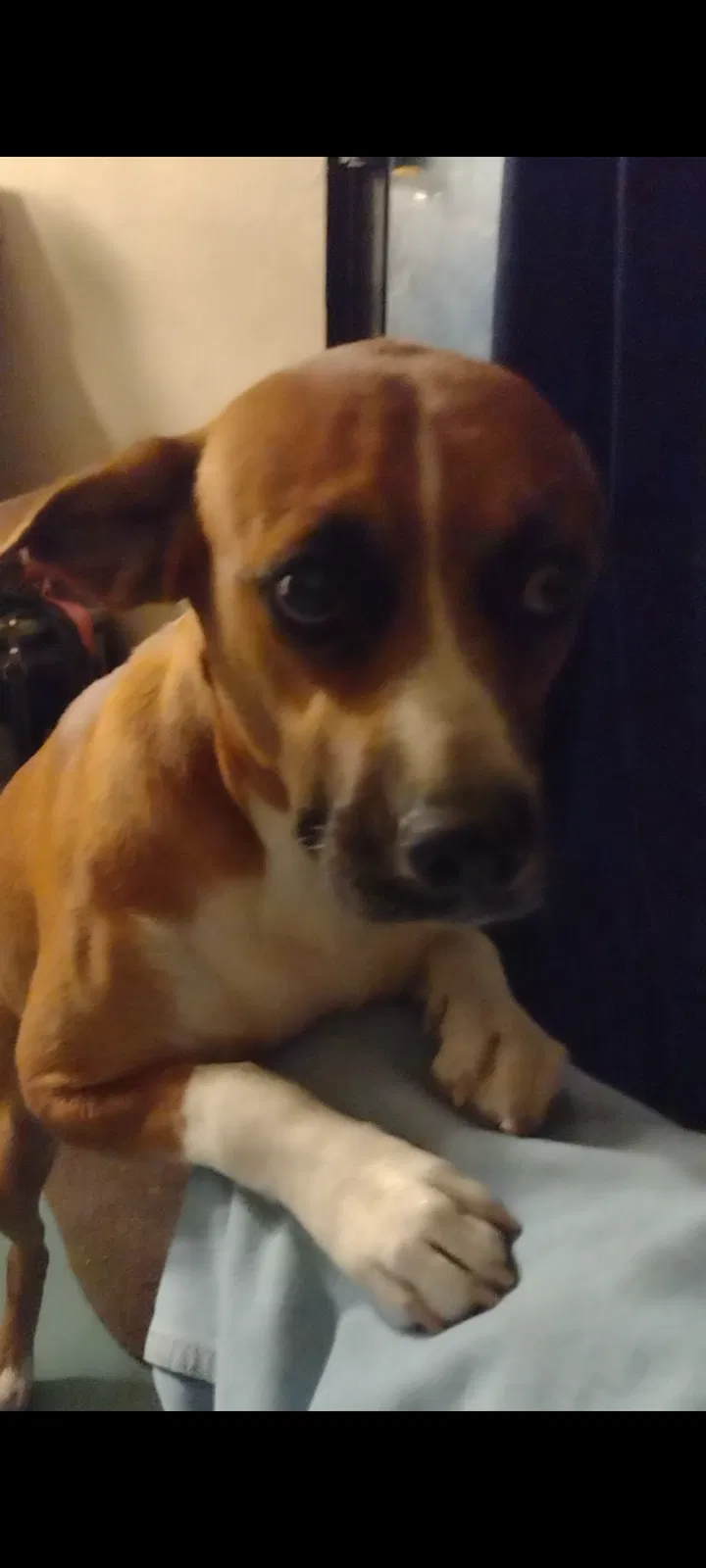 Lost dog in Palmdale, CA, 93550