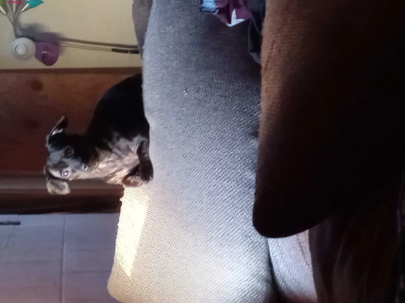 Lost dog in Thorn Hill, TN, 37881