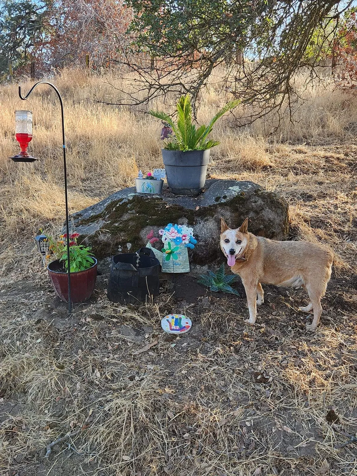 Lost dog in Squaw Valley, CA, 93675