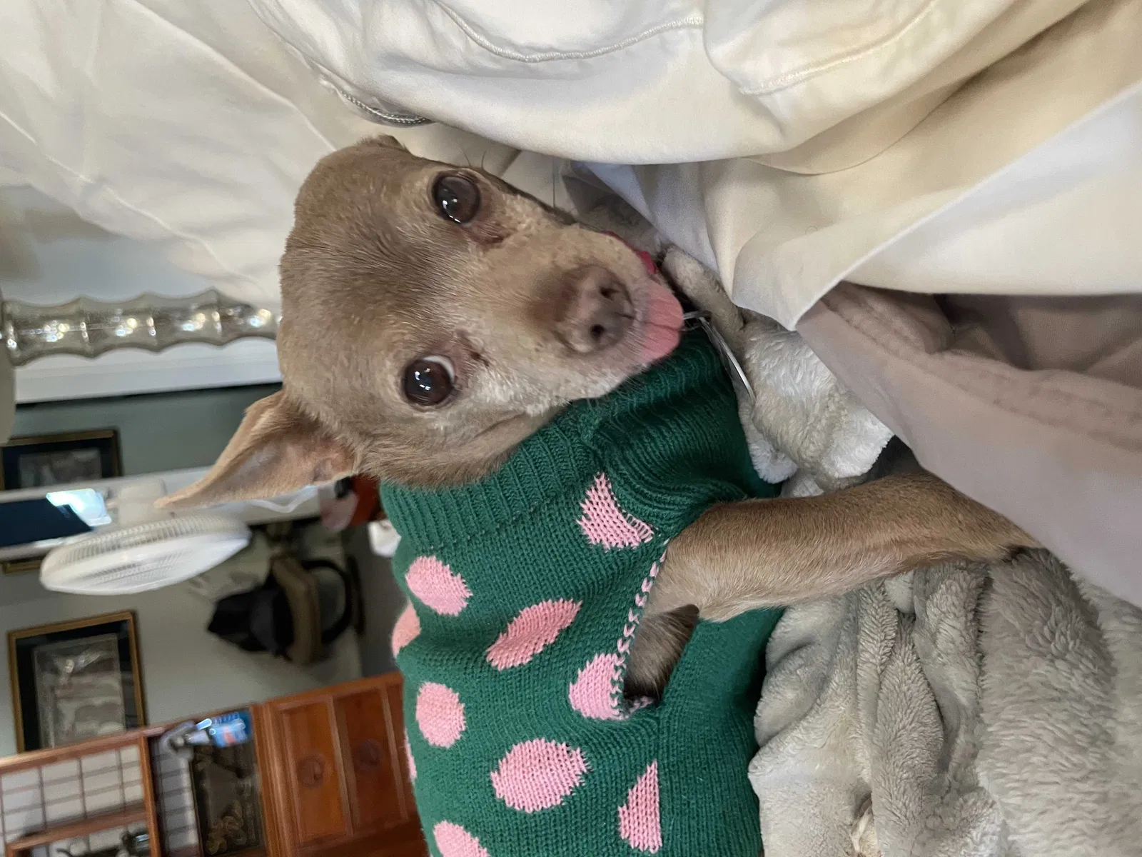 Lost dog in San Diego, CA, 92109