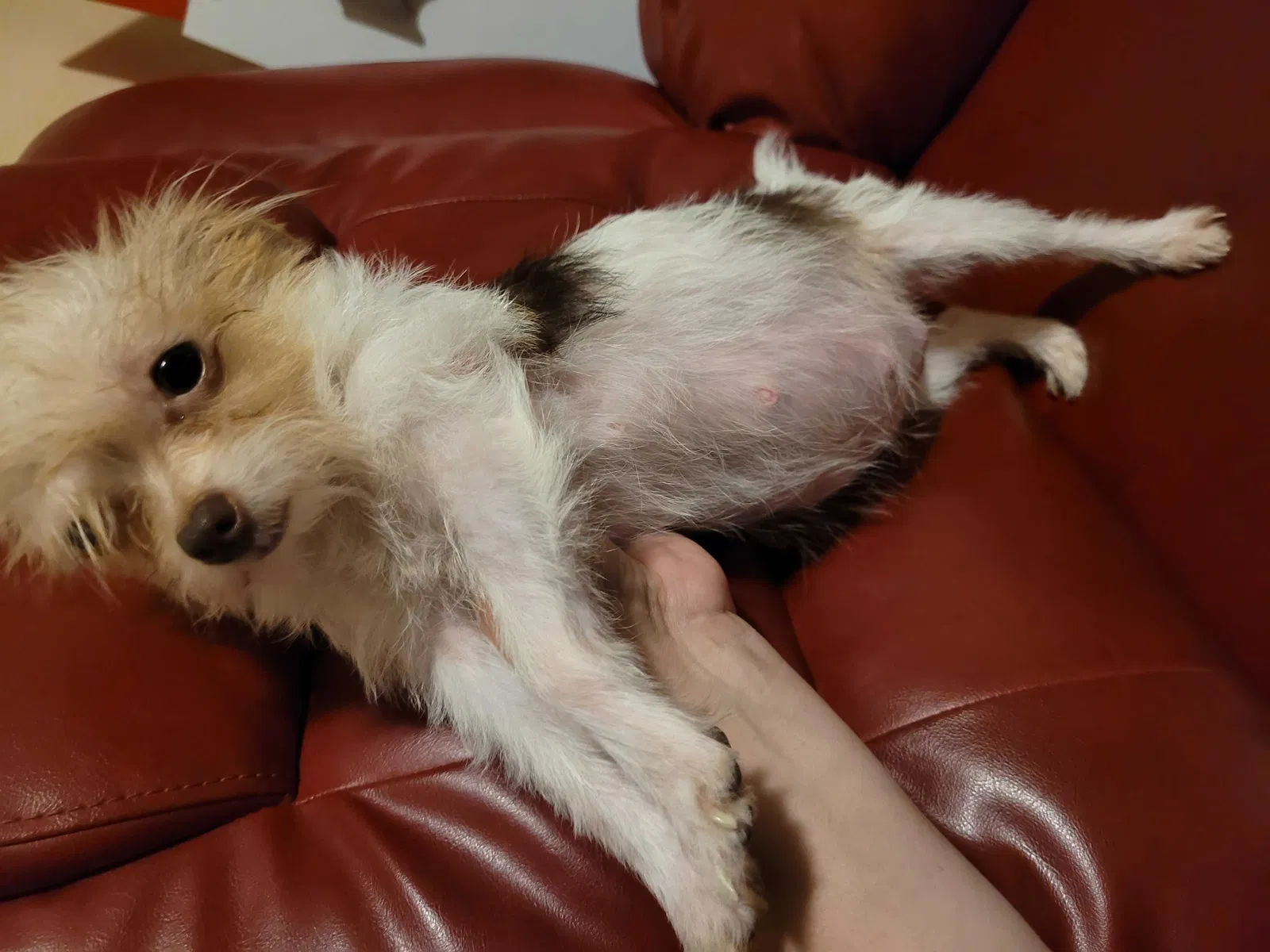Lost dog in San Antonio, TX, 78223