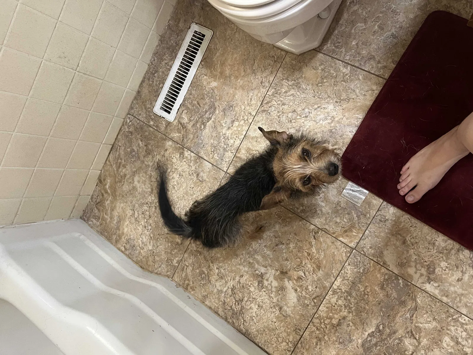 Found dog in Wichita, KS, 67211