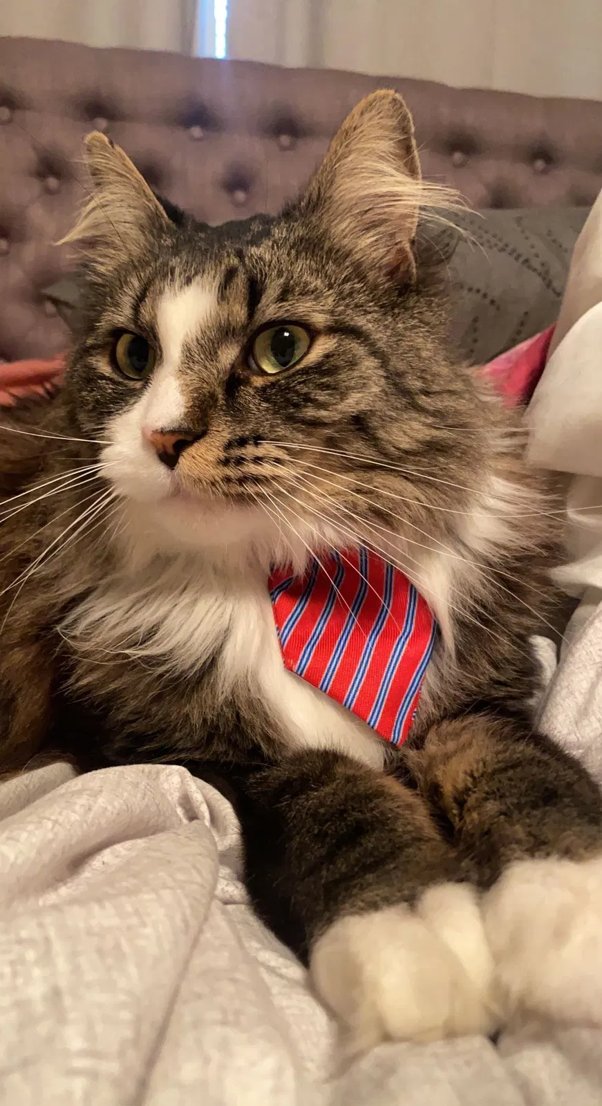Lost cat in Saint Paul, MN, 55117