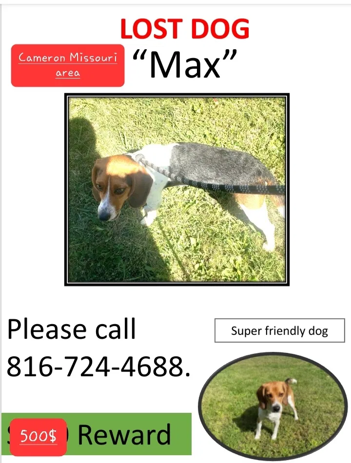 Lost dog in Cameron, MO, 64429