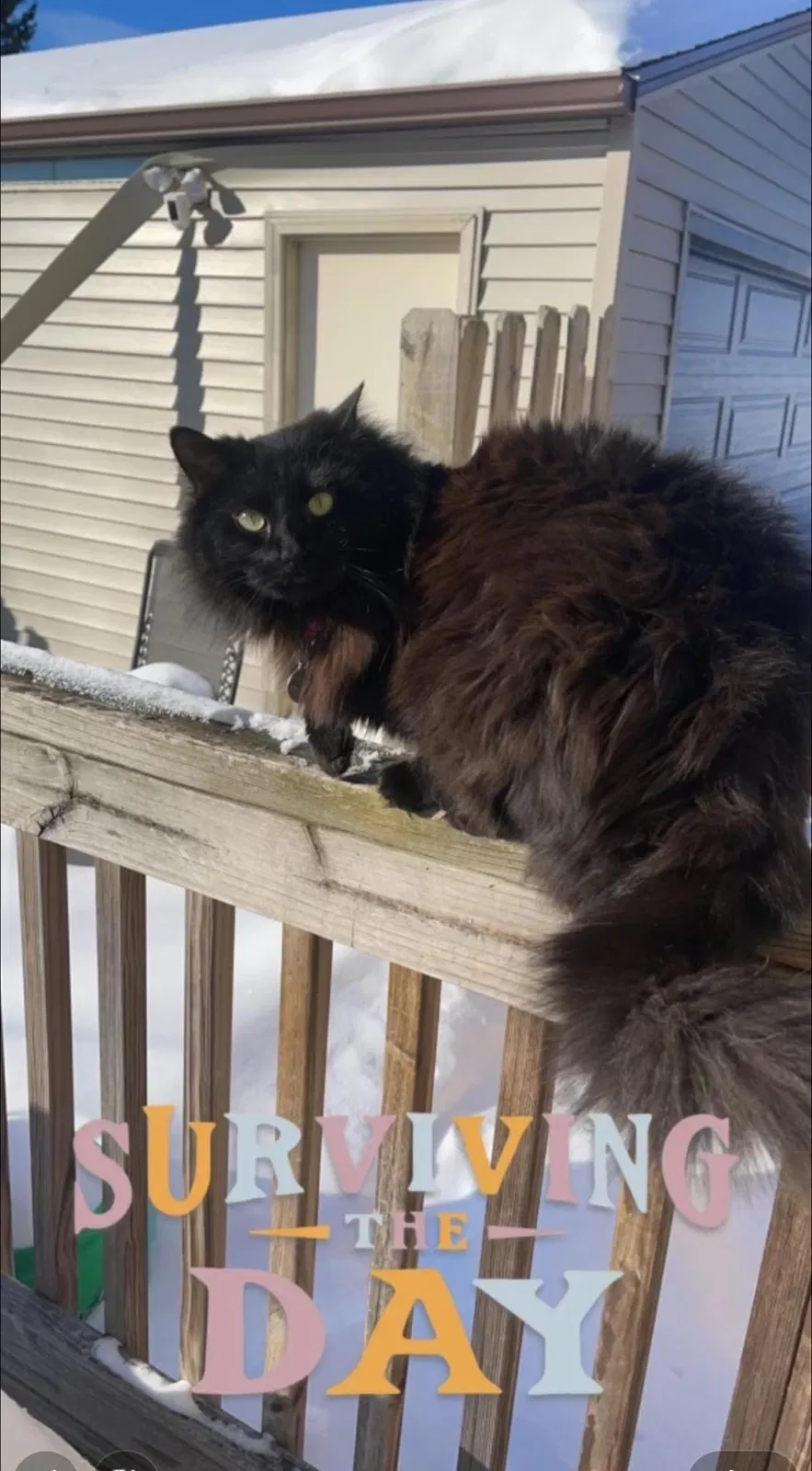 Lost cat in Janesville, WI, 53546