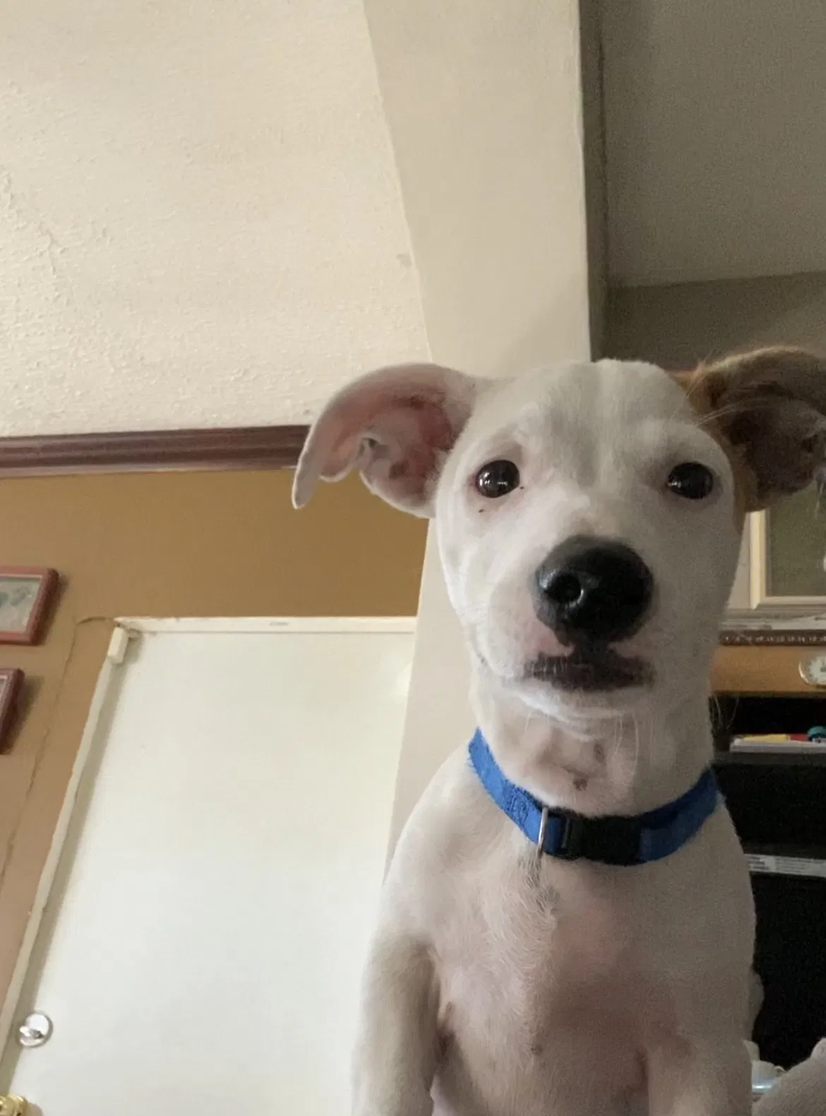 Lost dog in Opa Locka, FL, 33055