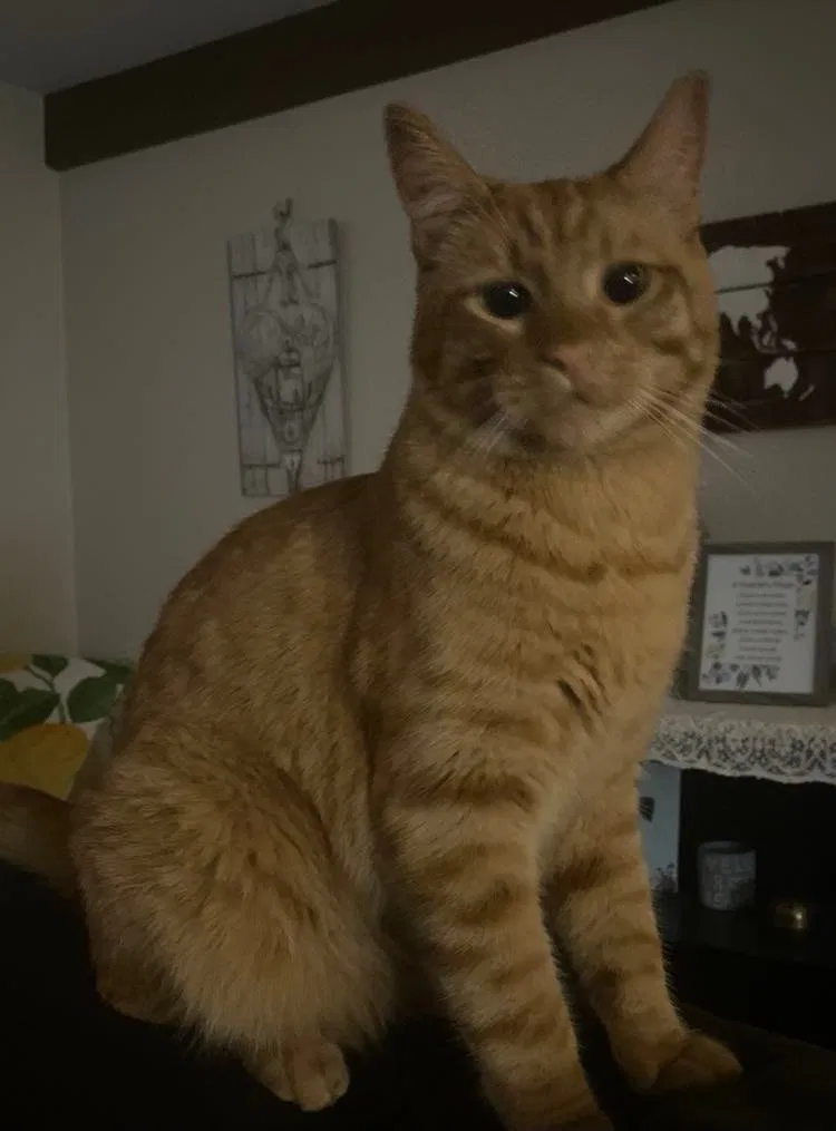 Lost cat in Port Orchard, WA, 98366