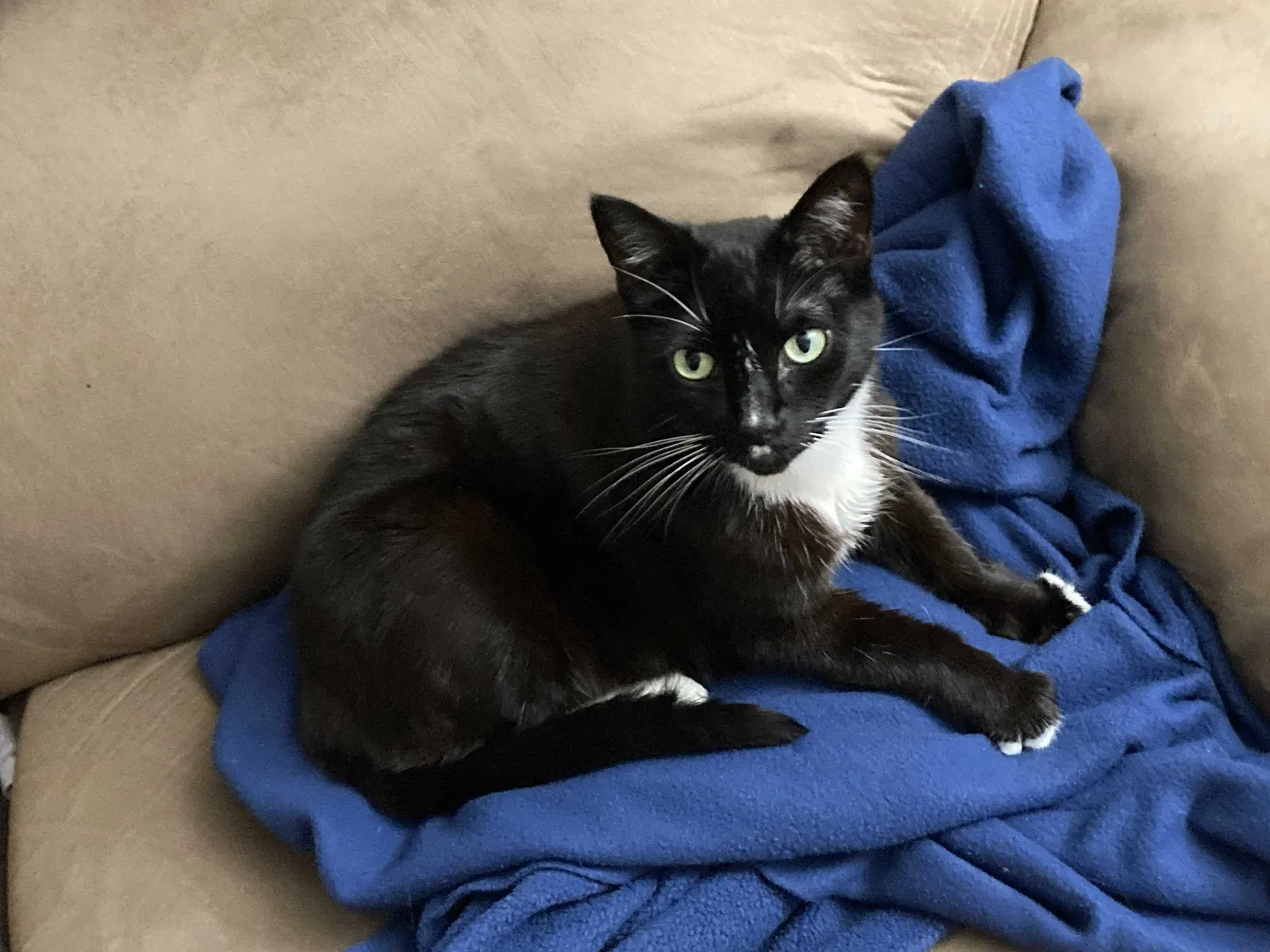 Lost cat in Portland, OR, 97236
