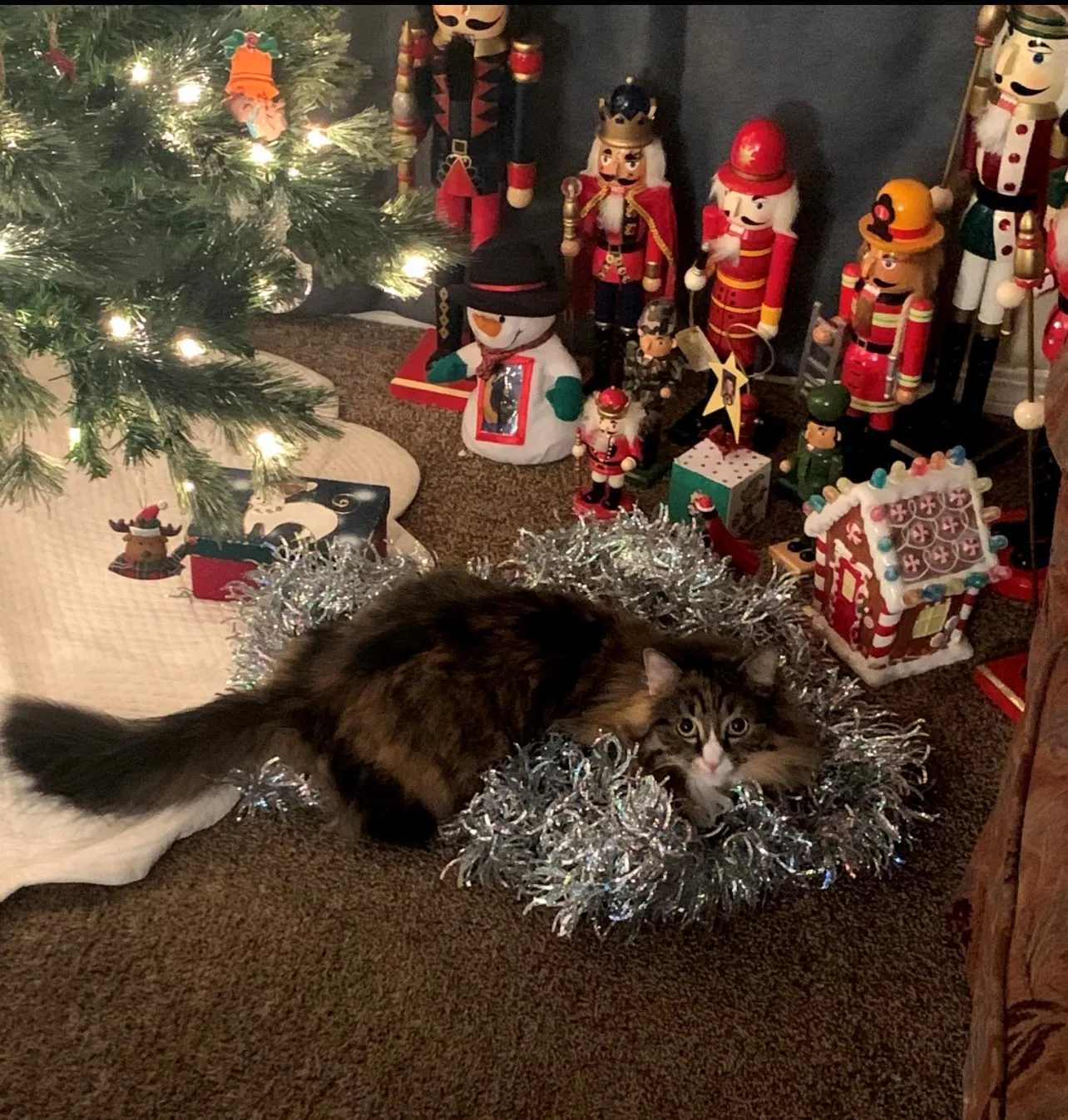 Lost cat in Wichita, KS, 67212