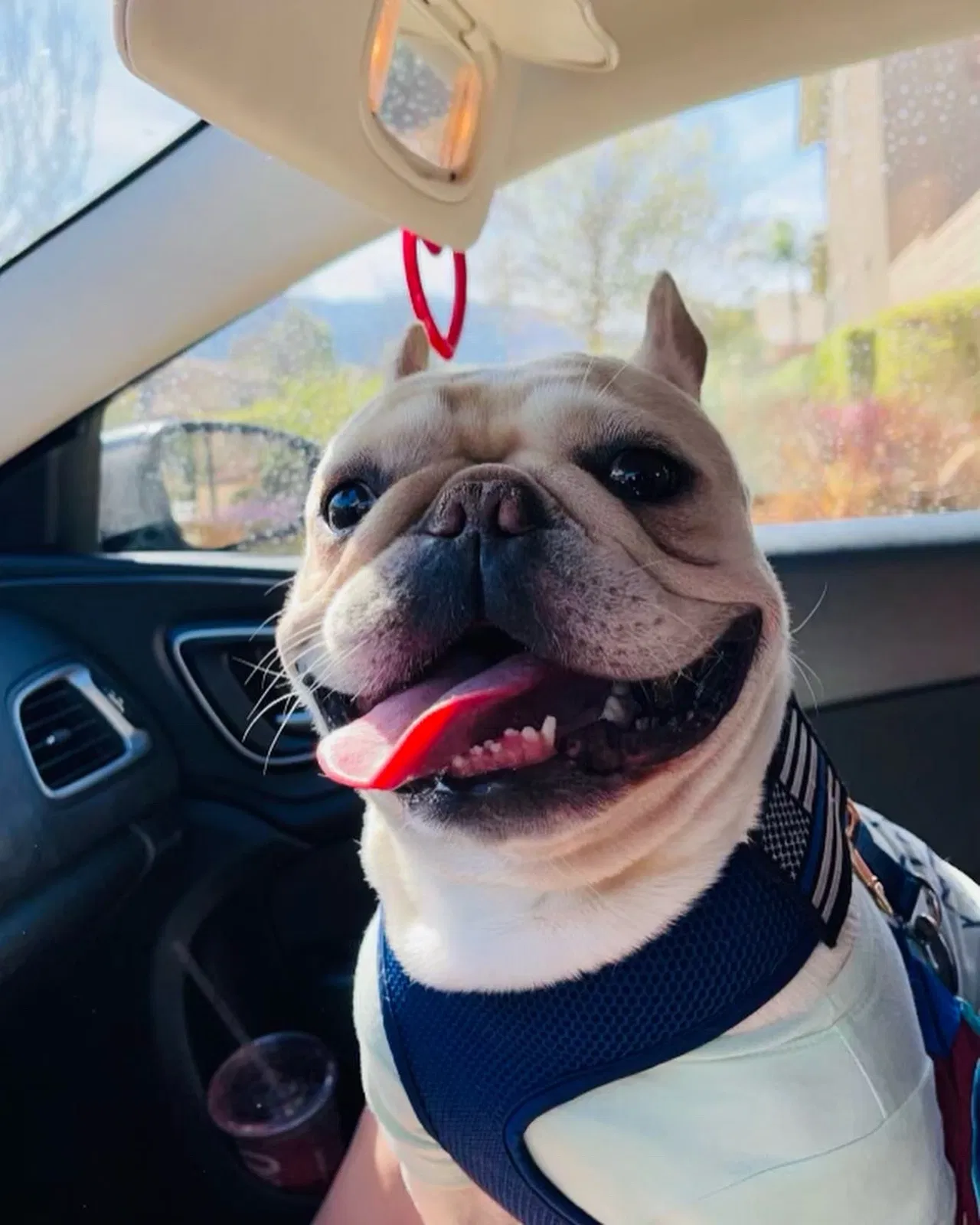 Lost dog in Corona, CA, 92882