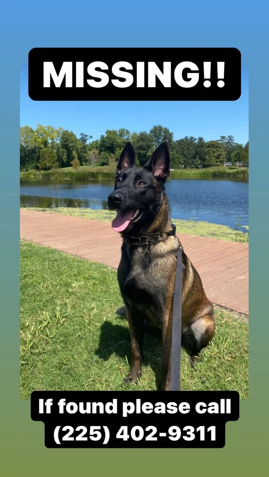Lost dog in Lafayette, LA, 70503