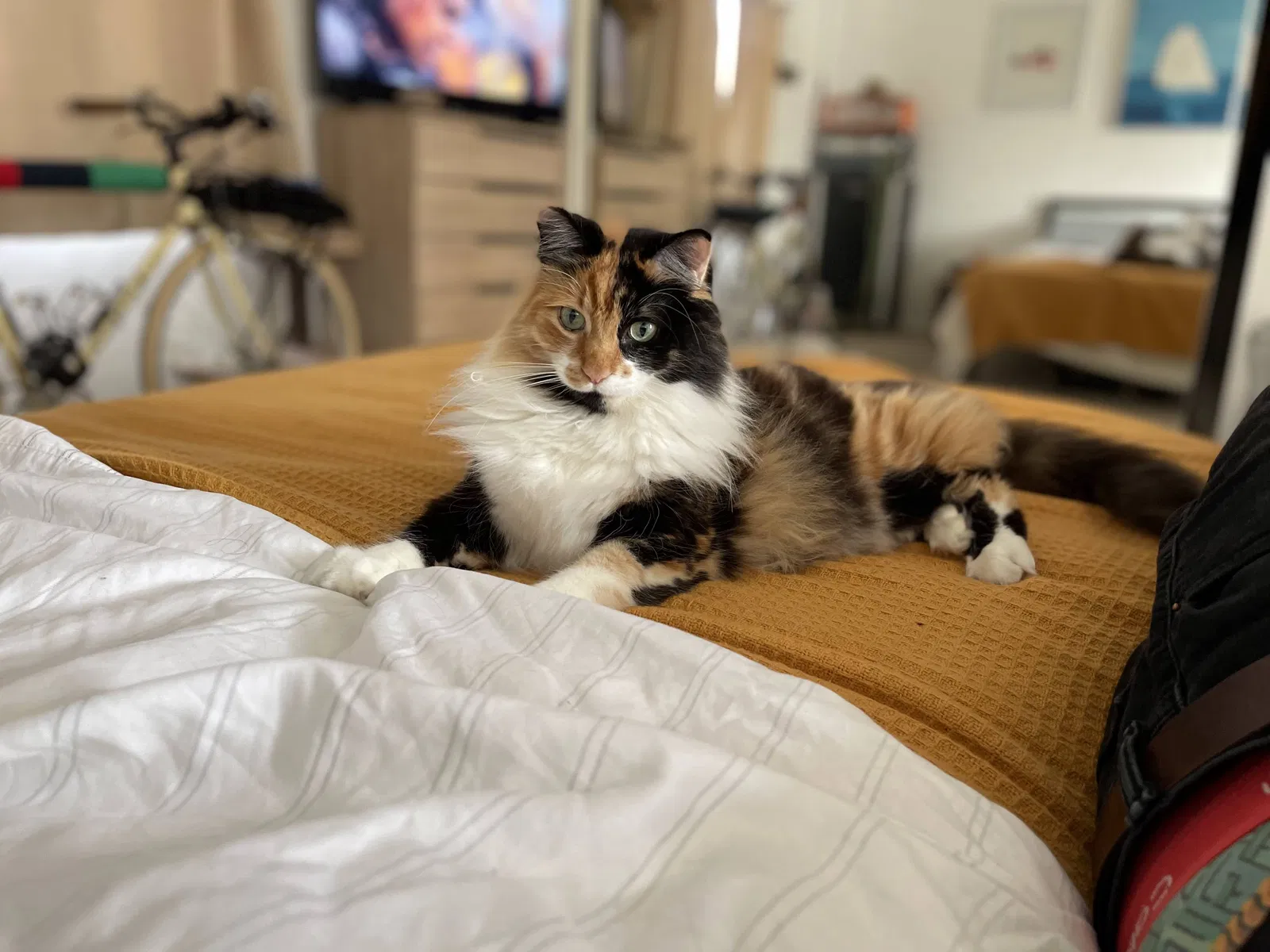 Lost cat in San Diego, CA, 92113