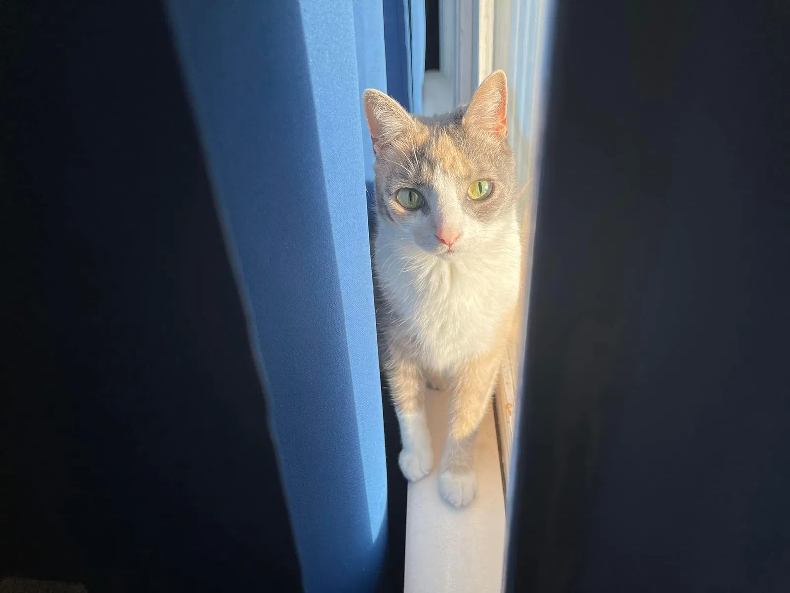 Lost cat in Spring Lake, NC, 28390