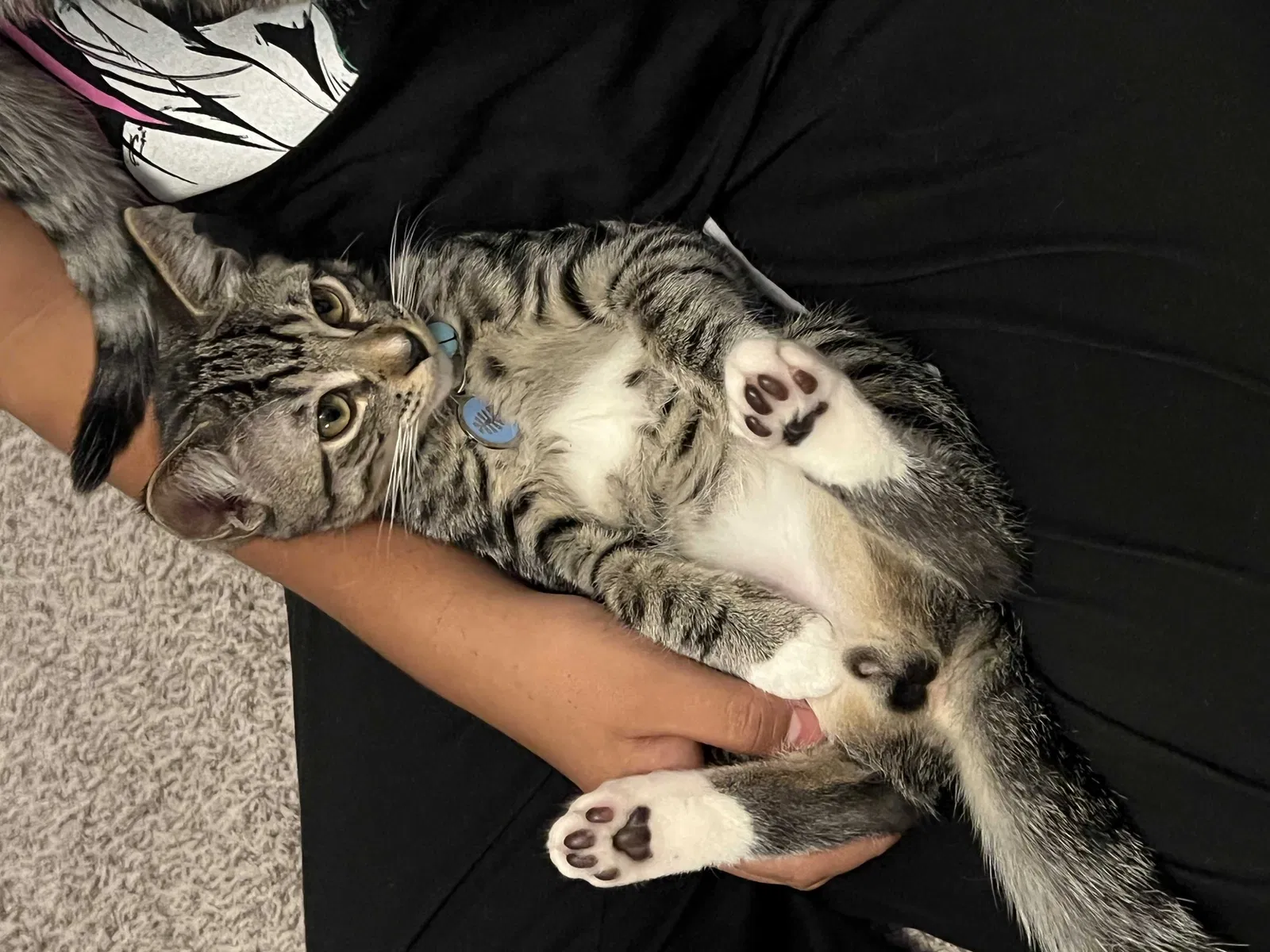 Lost cat in Corona, CA, 92883