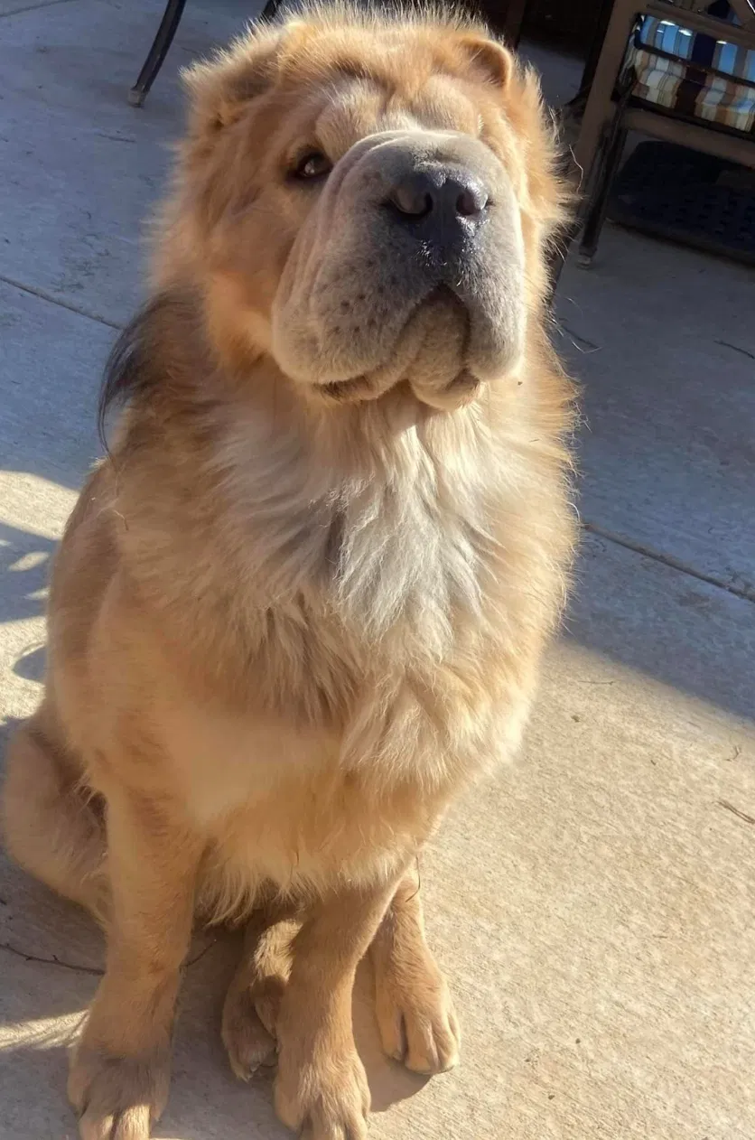 Lost dog in Mckinney, TX, 75071