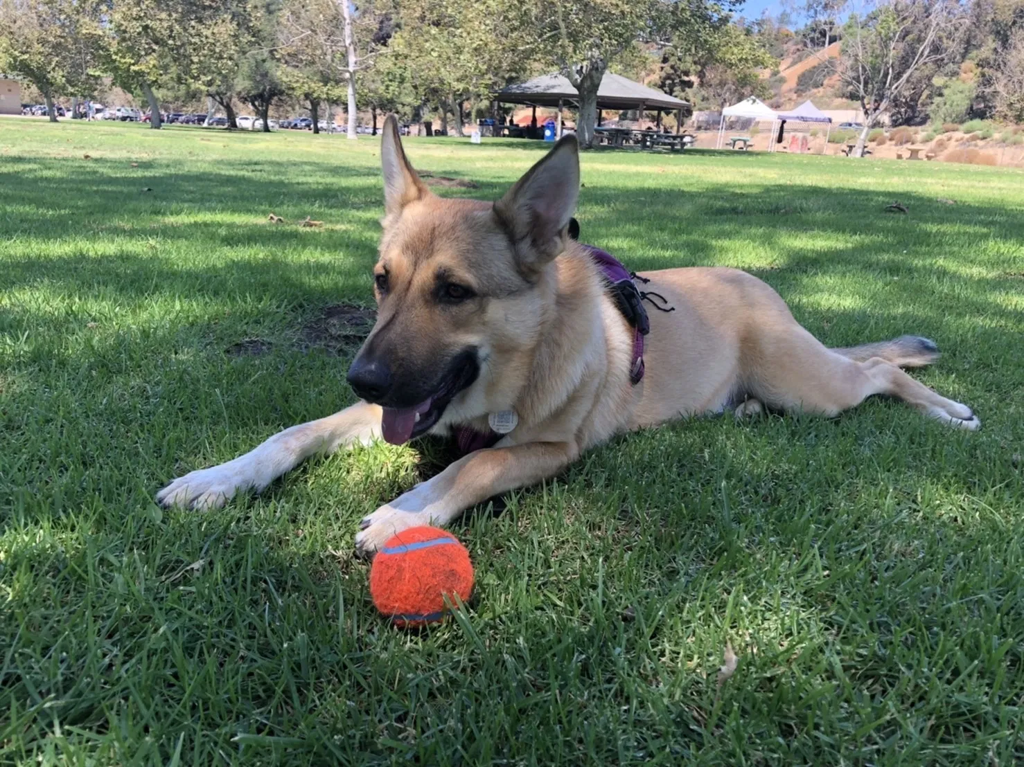 Lost dog in San Diego, CA, 92139