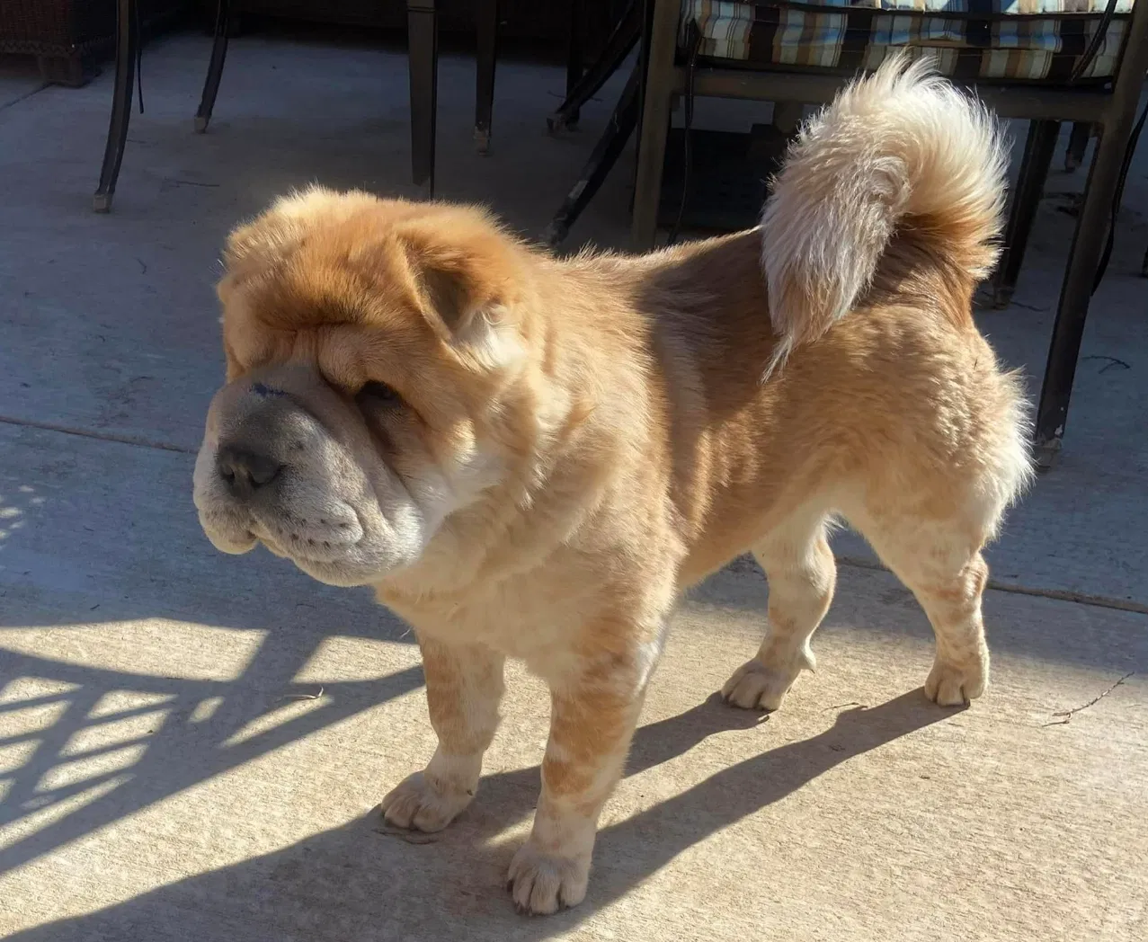Lost dog in Mckinney, TX, 75071