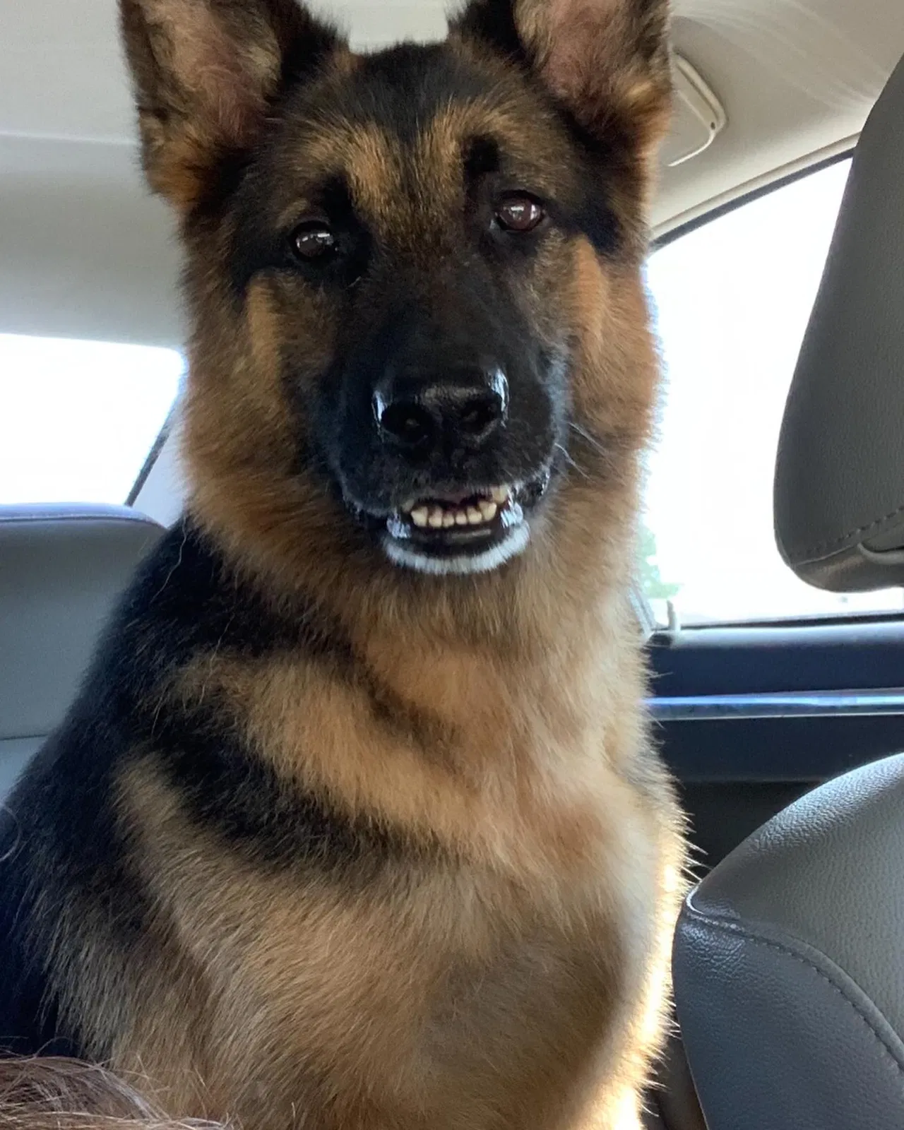 Lost dog in Indianapolis, IN, 46201