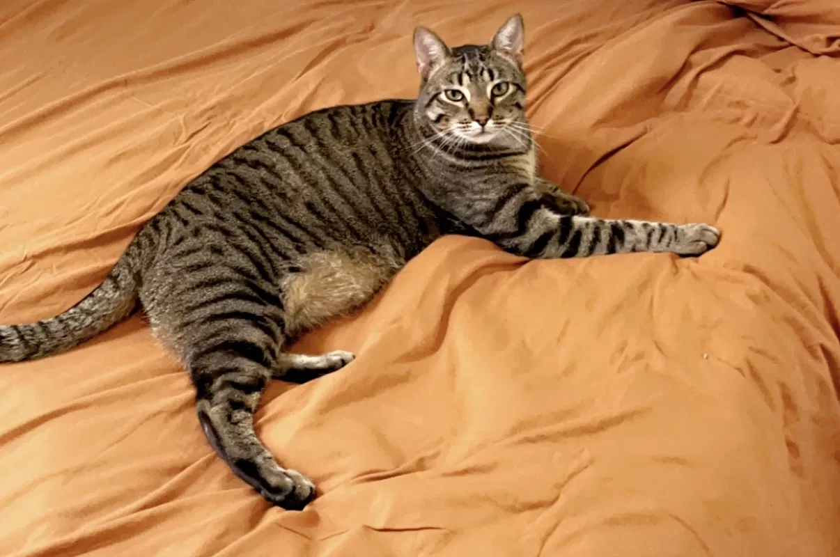 Lost cat in Denver, CO, 80204
