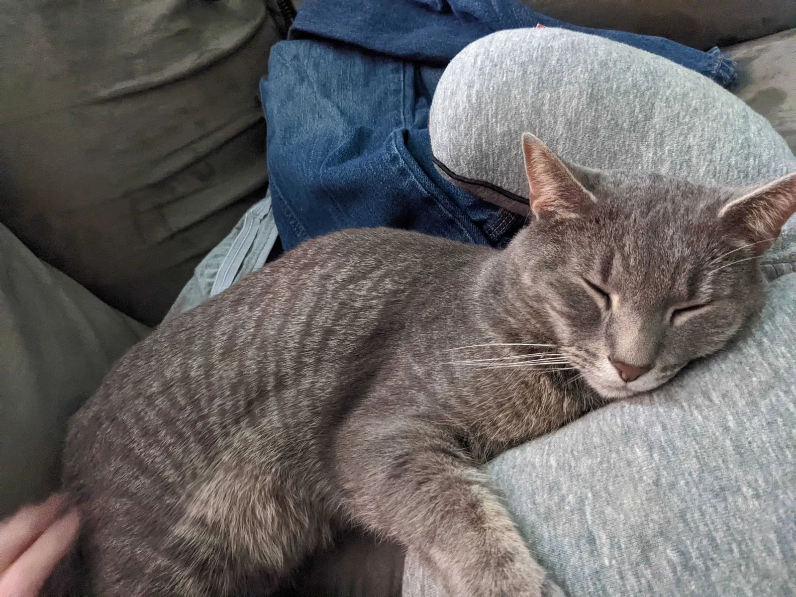 Lost cat in Saint Paul, MN, 55122