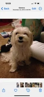 Lost dog in Bellingham, WA, 98229
