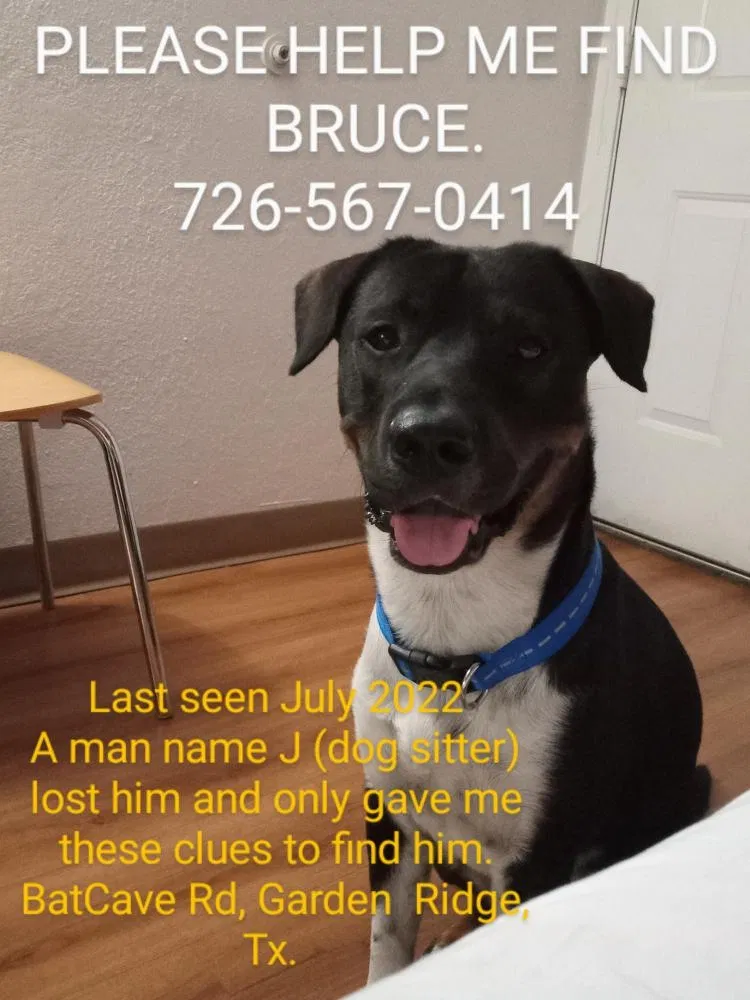 Lost dog in San Antonio, TX, 78266