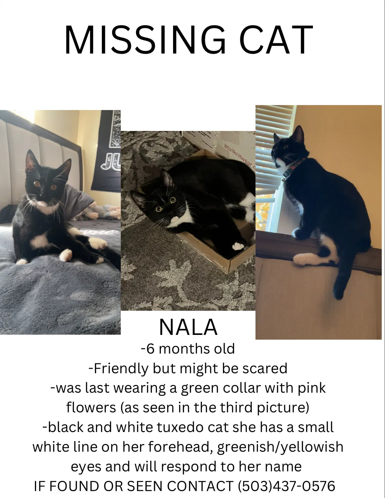Lost cat in Mcminnville, OR, 97128