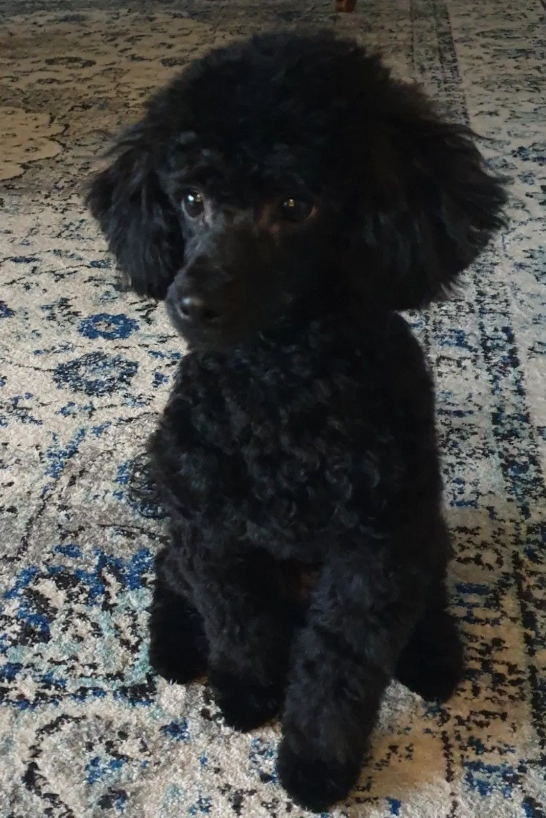 Lost dog in Zephyrhills, FL, 33542