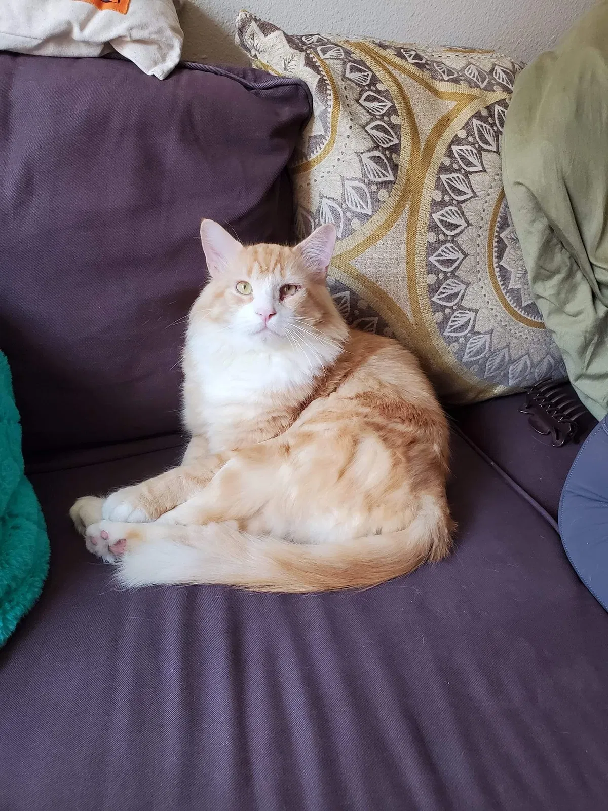 Lost cat in Driftwood, TX, 78619